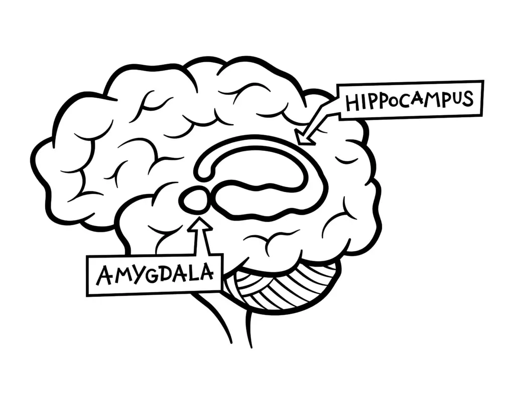When someone experiences a traumatic event, the amygdala (responsible for processing emotions and memories) sends a distress signal to the hippocampus, the part of the brain that deals with memory storage.