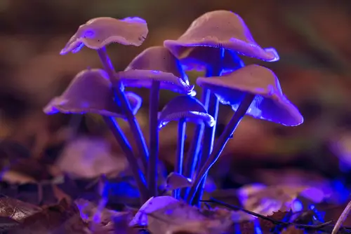 glowing magic mushrooms